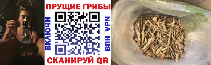 где купить наркоту  Кашин  Псилоцибиновые грибы мицелий 